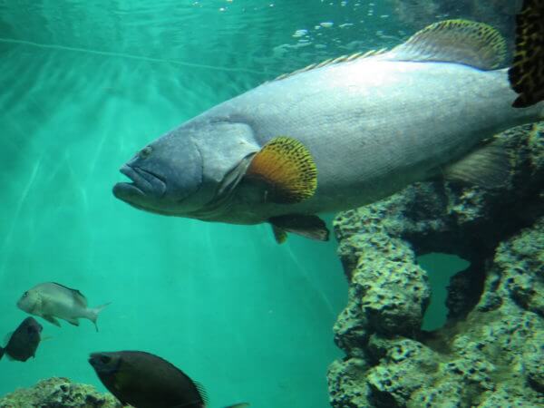 葛西臨海水族園