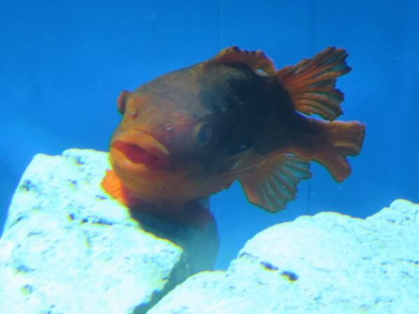 葛西臨海水族園
