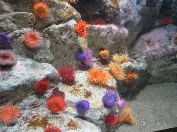 葛西臨海水族園