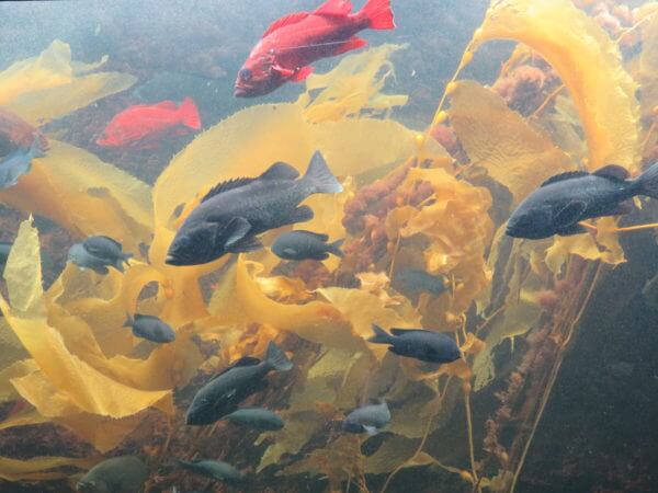 葛西臨海水族園