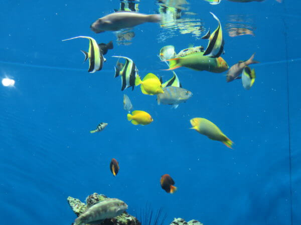 葛西臨海水族園