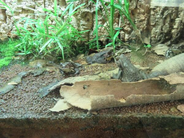 葛西臨海水族園