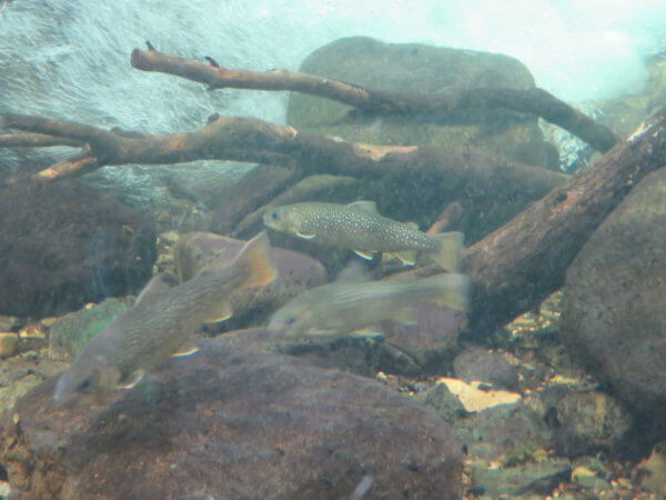 葛西臨海水族園