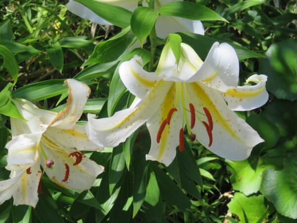葛西臨海水族園