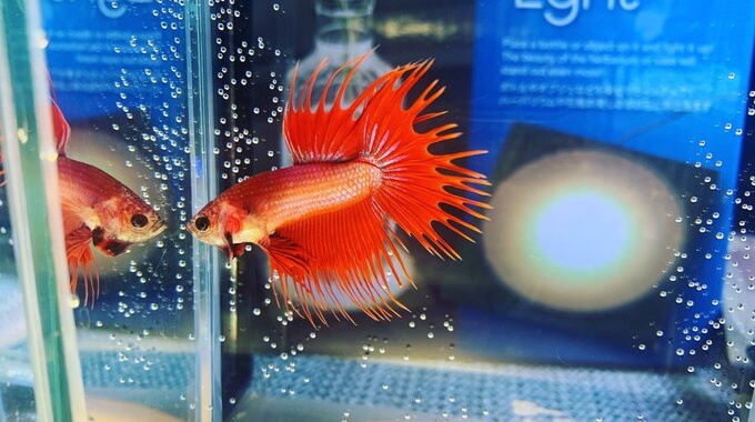 アクディオ クラウンテール