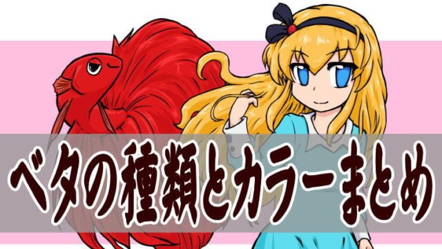 ベタの種類とカラー(色彩)まとめ