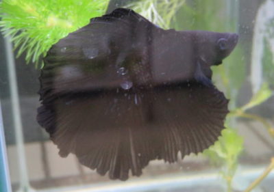 フルムーンベタ