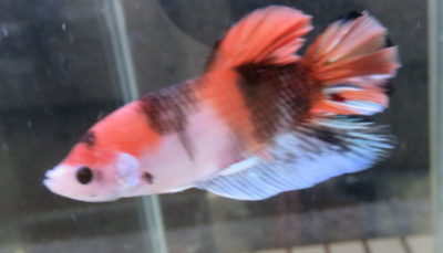 ベタ フォーチュン