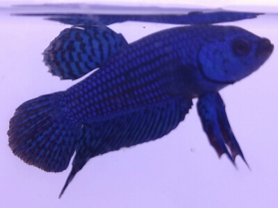 コバルトブルーシンフォニー