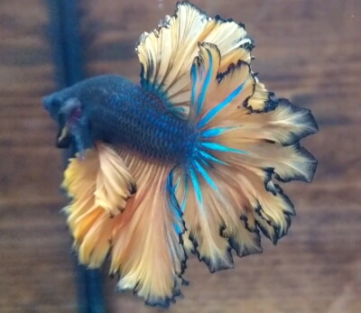 コンノック(フェザーテール)