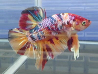 ジャイアントベタ