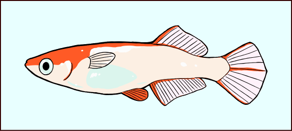 光体型のメスメダカ