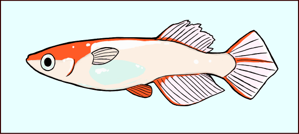 光体型のオスメダカ