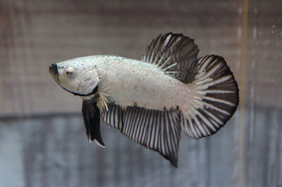 ブラックドラゴン