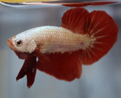 レッドドラゴン