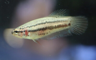 ベタ インベリス