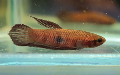 ベタ コッキーナ