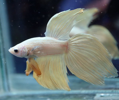 ベールテール ベタ