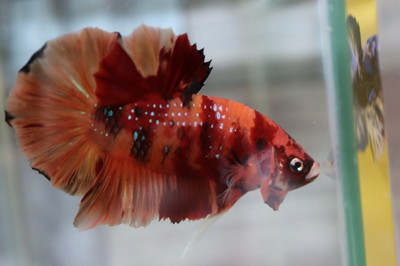 キャンディーベタ