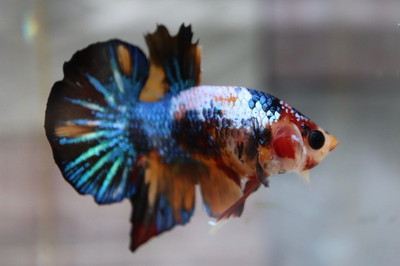 キャンディギャラクシー