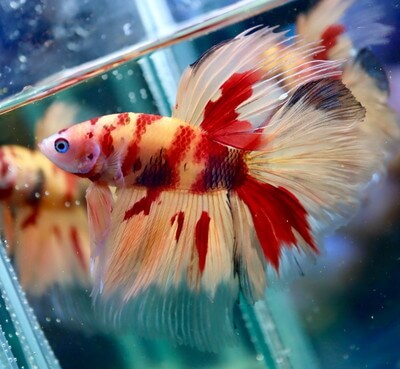 キャンディニモ