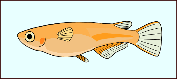 普通体型のメスメダカ