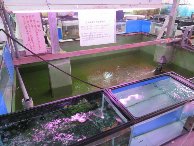 佐々木養魚場