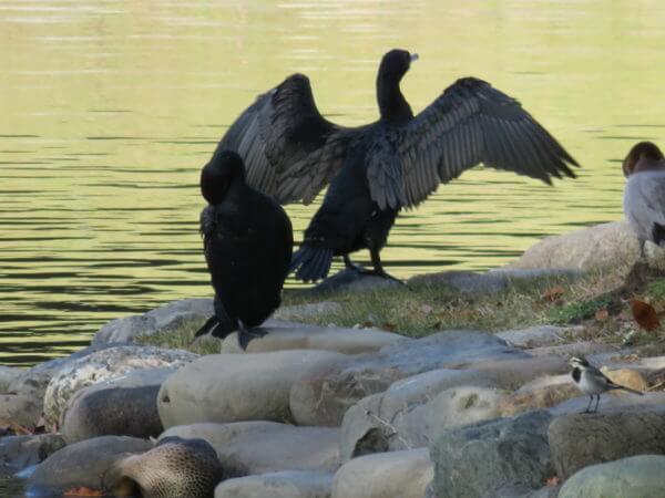 浜離宮恩賜庭園