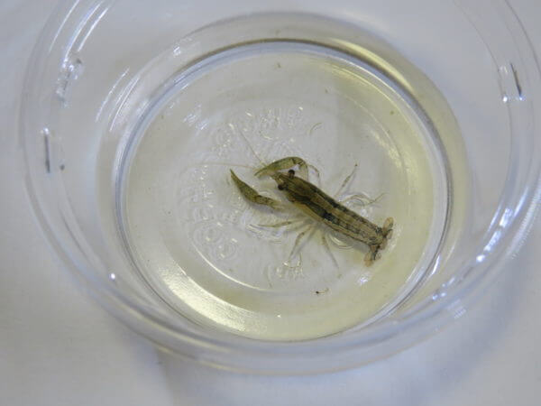 アクアリウムバス