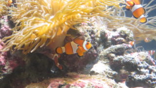 しながわ水族館