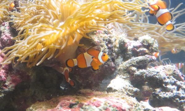 しながわ水族館