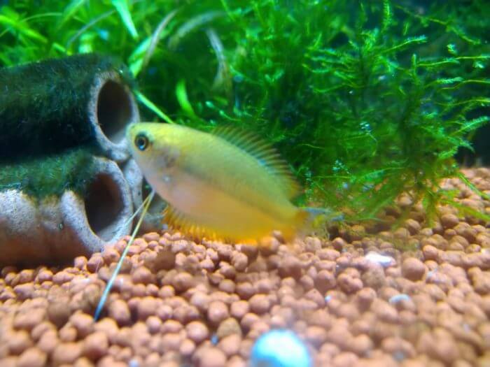 ゴールデンハニードワーフグラミー メス