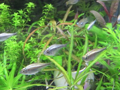 ゴールデンテトラ