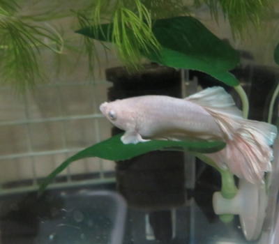 ベタ おやすみリーフ