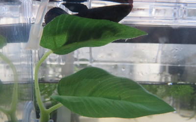 ベタ おやすみリーフ