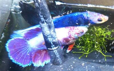 ベタ おやすみリーフ