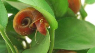 charm-レッドラムズホーン