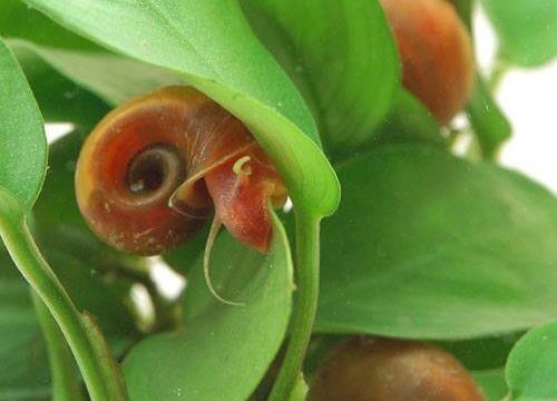 charm-レッドラムズホーン