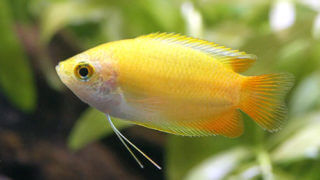 charm-ゴールデンハニードワーフグラミー