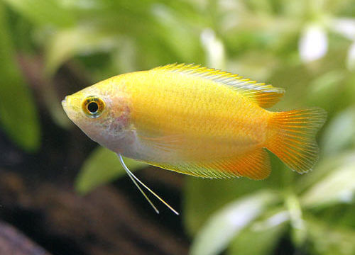 charm-ゴールデンハニードワーフグラミー