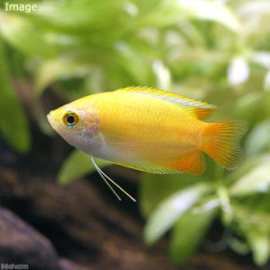 charm-ゴールデンハニードワーフグラミー