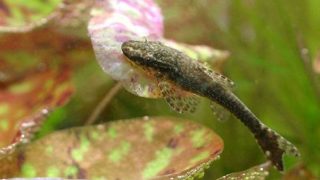 charm-オトシンネグロ