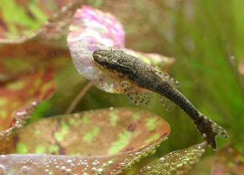 charm-オトシンネグロ