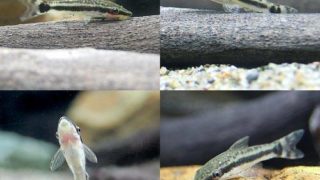 charm-オトシンクルス