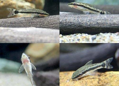 charm-オトシンクルス