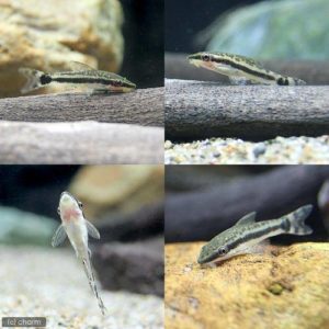 charm-オトシンクルス