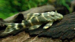 ネグロニュータイガー・プレコ