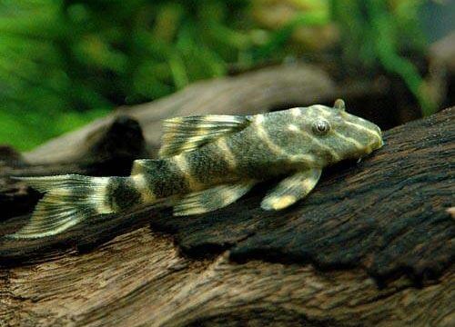 ネグロニュータイガー・プレコ