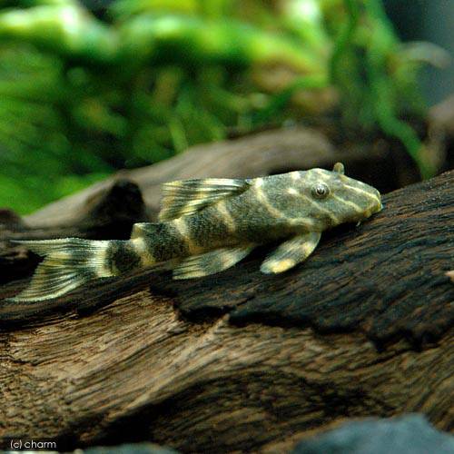 ネグロニュータイガー・プレコ