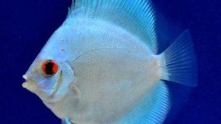 charm-ディスカス